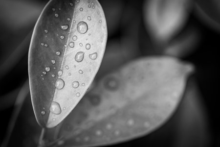 Water droplets on the leaves in black and white. Macro. Leaf and water drop black and white. Dramatic nature process, artistic photography background,の写真素材