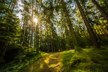 Forest view with green covered moss ground and sun rays. Beautiful nature landscape in a pine...