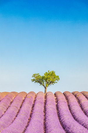 Summer floral panoramic landscape. Soft blue sky, blooming purple lavender flowers. Idyllic nature landscape, green trees. Beautiful bright natural landscape in summer tranquilityの写真素材
