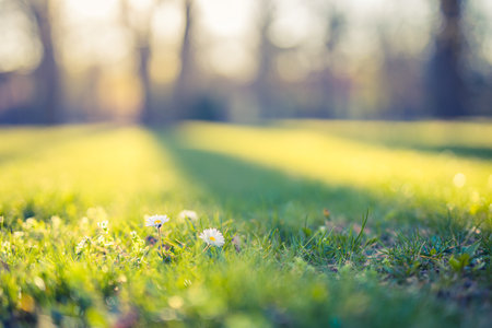 Beautiful closeup ecology nature landscape meadow flowers. Abstract grass, sunset light, bright peaceful nature scenery. Blurred trees and sun rays. Dreamy foliage, spring summerの写真素材