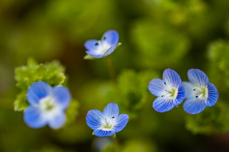 Spring blue flowers. Blue flax flowers in meadow. Nature background of blooming in field.