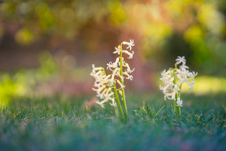 White hyacinth flowers in the garden. Spring flowers. Selective focus. Spring flowers, snowdrops in garden, sunlight, blurred dream nature backgroundの写真素材