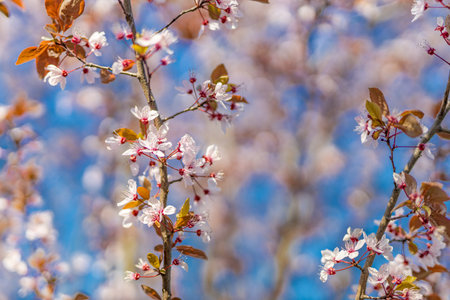 Spring flowers background. Springtime floral backdrop, blurred blue sky. Cherry blossom, seasonal...