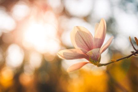 Flower Magnolia flowering against blurred dream nature background. Soft sunset light, peaceful and relaxing natureの写真素材
