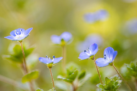 Spring blue flowers. Blue flax flowers in meadow. Nature background of blooming in field.の写真素材