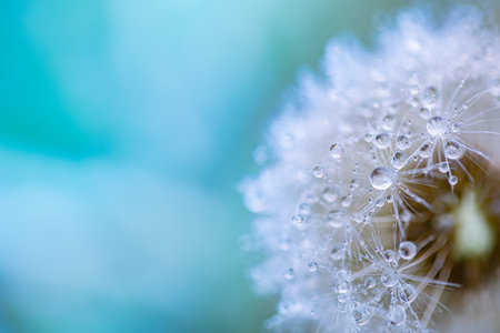 Closeup of dandelion on natural background. Seasonal nature background concept. Beautiful summer meadow background. Inspirational nature closeup.の写真素材