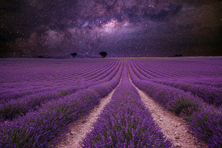 Amazing nature landscape. Stunning night landscape, milky way sky lines of blooming lavender meadow. Spring summer scenery, artistic landscape skyscape view. Inspirational natureの写真素材