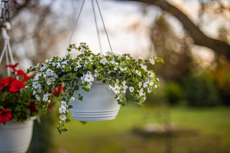 Flowers in pots hanging on a tree in a garden at sunsetの写真素材