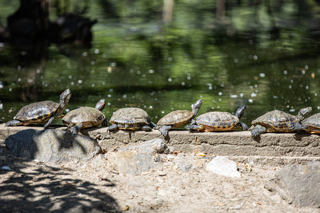 Turtles sunbathing on the edge of the pond. Zoo nature, outdoor animal backgroundの写真素材
