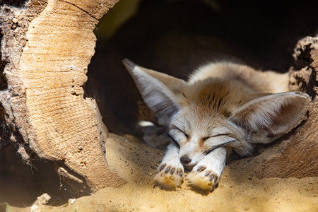Sleeping baby fennec fox or dessert fox. Cute animal or wildlife portraitの写真素材