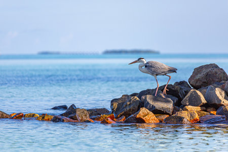 Grey heron standing on a rock in the sea. Tropical exotic bird hunting in early morning light. Idyllic nature wildlife background conceptの写真素材