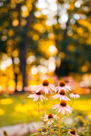 Beautiful wild flowers purple wild floral garden in morning haze in nature close-up macro. Landscape banner as artistic sunset. Relaxing, romantic blooming flowers, love romanceの写真素材