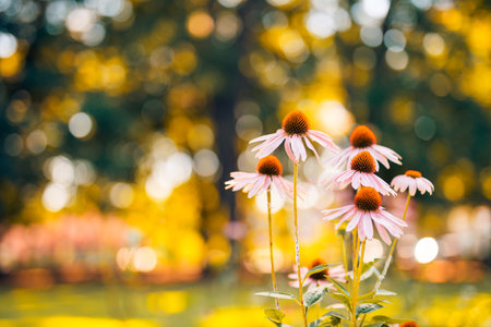 Echinacea purpurea flowers in spring summer garden bokeh background. Beautiful wild flowers purple wild floral garden in morning haze in nature close-up macro, dream blur forestの写真素材