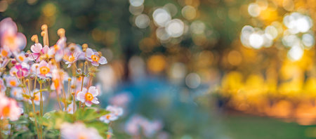 Beautiful flowers yellow meadow floral garden in morning haze in nature close-up macro. Landscape banner as artistic. Relaxing, romantic blooming flowers, love romance blurの写真素材
