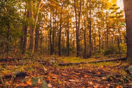 Peaceful autumn panorama of a sunny forest. Autumn pathway in panoramic view. Forest in vibrant warm colors bright sun shining through the leaves. Amazing autumn natureの写真素材