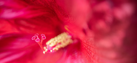 Macro shot of a red hibiscus flower with pollen. Close up view of violet tulip petal. Flower in...