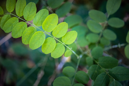 Close up green leaves. Dark green leaves on the tree. Green leaf in the nature abstract background.