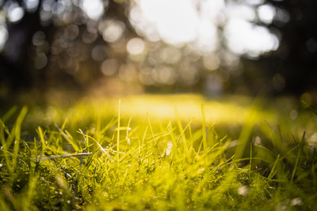 Peaceful yellow grass meadow in sunset sunrise sunlight. Summer serene lush closeup meadow grass with blurred bokeh sunset landscapeの写真素材
