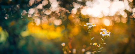 Beautiful white chamomile flowers. Wild flowers on blur meadow field landscape, nature in rays of sunlight in summer in spring close-up of a macro. Amazing sunset sunrise natureの写真素材