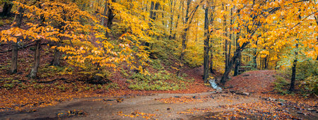 Autumn landscape beautiful colored trees over river, glowing in sunlight. Relaxing wonderful...