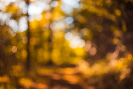 Abstract photo of light beams trees and sunset bokeh lights. Dream nature landscape, fall nature. Autumn bokeh in defocused forest natureの写真素材