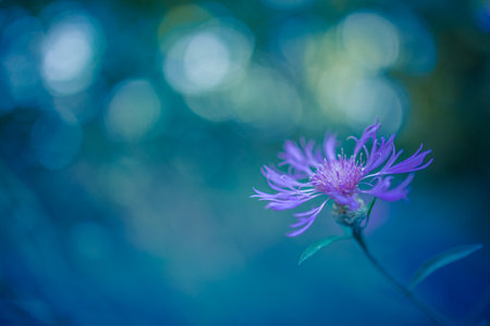 Close-up shot of beautiful field flowers on sunset. Soft blue grass flowers on sunlight background, blur grass flowers on road side on sunrise background for using backgroundの写真素材