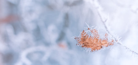 Close-up of frozen leaf on a branch covered with hoarfrost. Cold frozen nature macro, dramatic natural meadow floral pattern, relaxing winter bright pastel colorsの写真素材