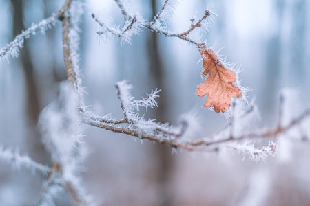 Close-up of frozen leaf on a branch covered with hoarfrost. Cold frozen nature macro, dramatic natural meadow floral pattern, relaxing winter bright pastel colorsの写真素材