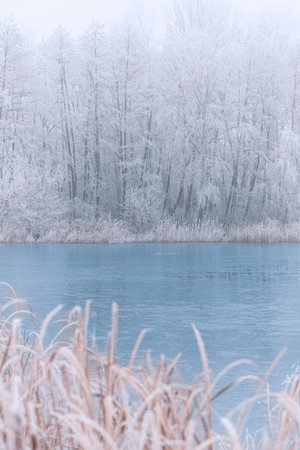Frozen lake in snowy forest landscape. White sky soft sunset sunrise light, idyllic white nature. Winter scow hoarfrost scenery, seasonal natureの写真素材