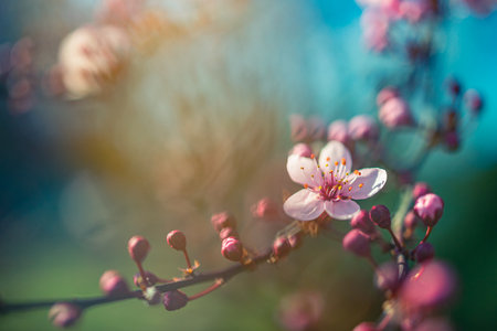 Beautiful spring nature scene with pink blooming tree. Tranquil spring summer nature closeup and...