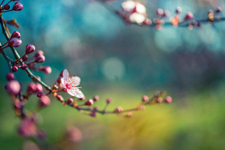 Beautiful spring nature scene with pink blooming tree. Tranquil spring summer nature closeup and blurred forest background. Idyllic natureの写真素材