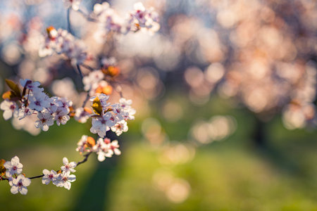Beautiful flowering Japanese cherry. Background flowers on spring day. Beautiful nature springtime, blossoms. Freshness romantic tranquility nature landscape spring blooming floralの写真素材