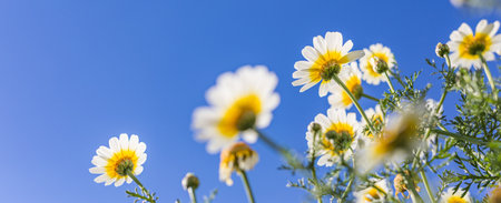 Beautiful field of daisy flowers on blue sky view. Inspirational spring flower meadow, relax nature, closeup blooming daisy floral banner. Peaceful bright colors, abstract panoramaの写真素材