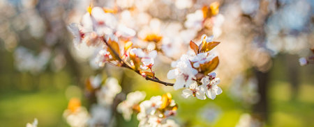 Beautiful spring border, bright blooming tree on a blue soft sky. Flowering cherry flowers closeup...