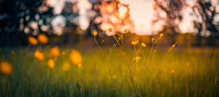 Abstract sunset field landscape of yellow flowers grass meadow on warm golden hour sunset or sunrise...