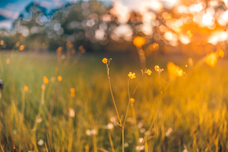 Stunning artistic rural floral field on sunset. Natural summer background, forest field landscape, blur dreamy cloudy blue sky. Idyllic nature meadow field, freedom natural viewの写真素材