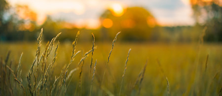 Abstract sunset field landscape of grass meadow on warm golden hour sunset or sunrise time. Tranquil spring summer nature closeup and blurred forest background. Idyllic natureの写真素材