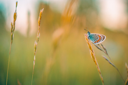 Dream butterfly meadow sunset. Nature closeup beautiful summer meadow blurred background. Inspirational closeup. Magical wonderful stunning spring butterfly relax tranquil macroの写真素材