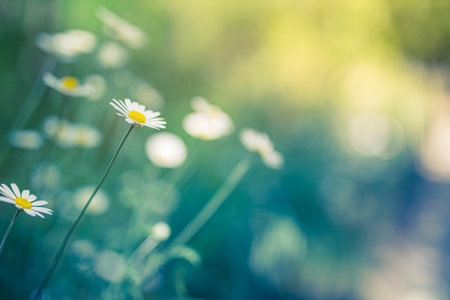 Beautiful field meadow flowers chamomile, soft green blue in morning light pastel colors, nature landscape, close-up macro. Relaxing calming nature, inspirational floral backgroundの写真素材