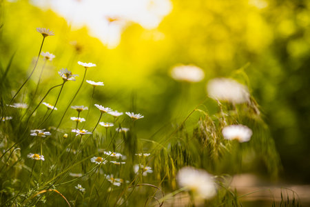 Beautiful field meadow flowers chamomile, soft green blue in morning light pastel colors, nature landscape, close-up macro. Relaxing calming nature, inspirational floral backgroundの写真素材
