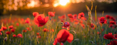 Red poppies summer flower field sunny closeup. Sun rays beams blurred bokeh forest trees. Nature landscape, blooming floral view. Beautiful bright warm sunset tones. Idyllic sceneの写真素材