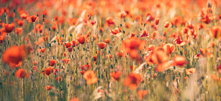 Summer green meadow field panorama. Red poppy closeup macro beautiful landscape view with sunset light. Inspire bright calm nature flowers blurred forest trees, artistic floralの写真素材