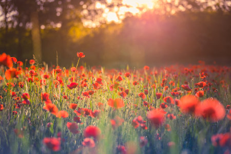 Art abstract spring summer background with fresh green meadow flowers, red poppy floral nature...