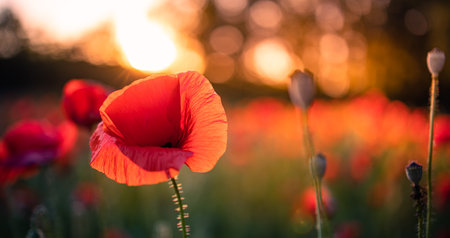Red poppy macro flowers blooming. Sunset green grass field with sun light, floral natural spring...