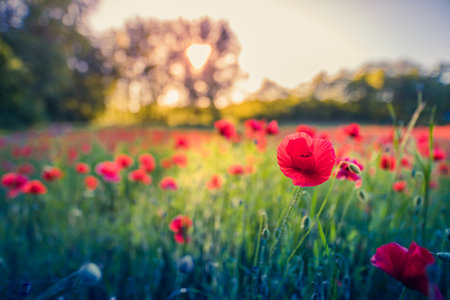 Summer green meadow field panorama. Red poppy closeup macro beautiful landscape view with sunset...