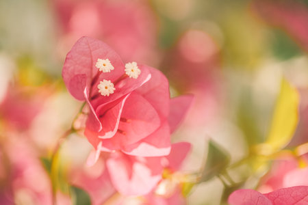 Pink bougainvillea flower. Close up on beautiful pink bougainvillea flowers. Bright fuchsia colored petals blurry bokeh and natural background with copy spaceの写真素材