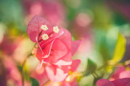 Pink bougainvillea flower. Close up on beautiful pink bougainvillea flowers. Bright fuchsia colored petals blurry bokeh and natural background with copy spaceの写真素材