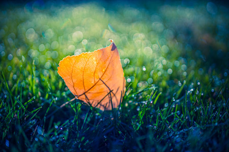 Stunning autumn leaf in green grass, autumnal landscape, nature closeup and relaxing blurred forest trees. Idyllic seasonal nature, fallen autumn leaves on grass sunny morningの素材 [FY310208149278]