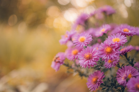 Stunning lovely purple flowers summer spring close-up scene. Peaceful artistic beauty of floral nature. Idyllic warm sunset blurred forest field landscape. Blooming flowers, bokehの写真素材