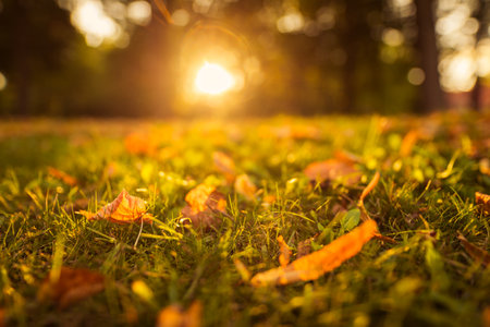 Autumn maple leaf green grass, macro closeup. Peaceful nature closeup landscape with yellow tree...
